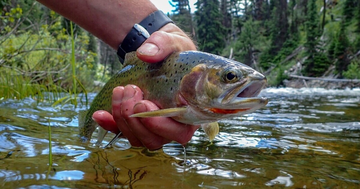 Fishing restriction lifted on Yellowstone River [Video]