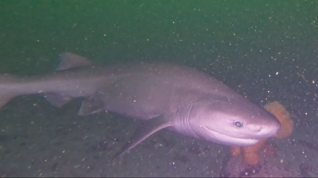 Video shows scuba encounter with ‘extremely elusive’ shark off B.C. coast [Video]