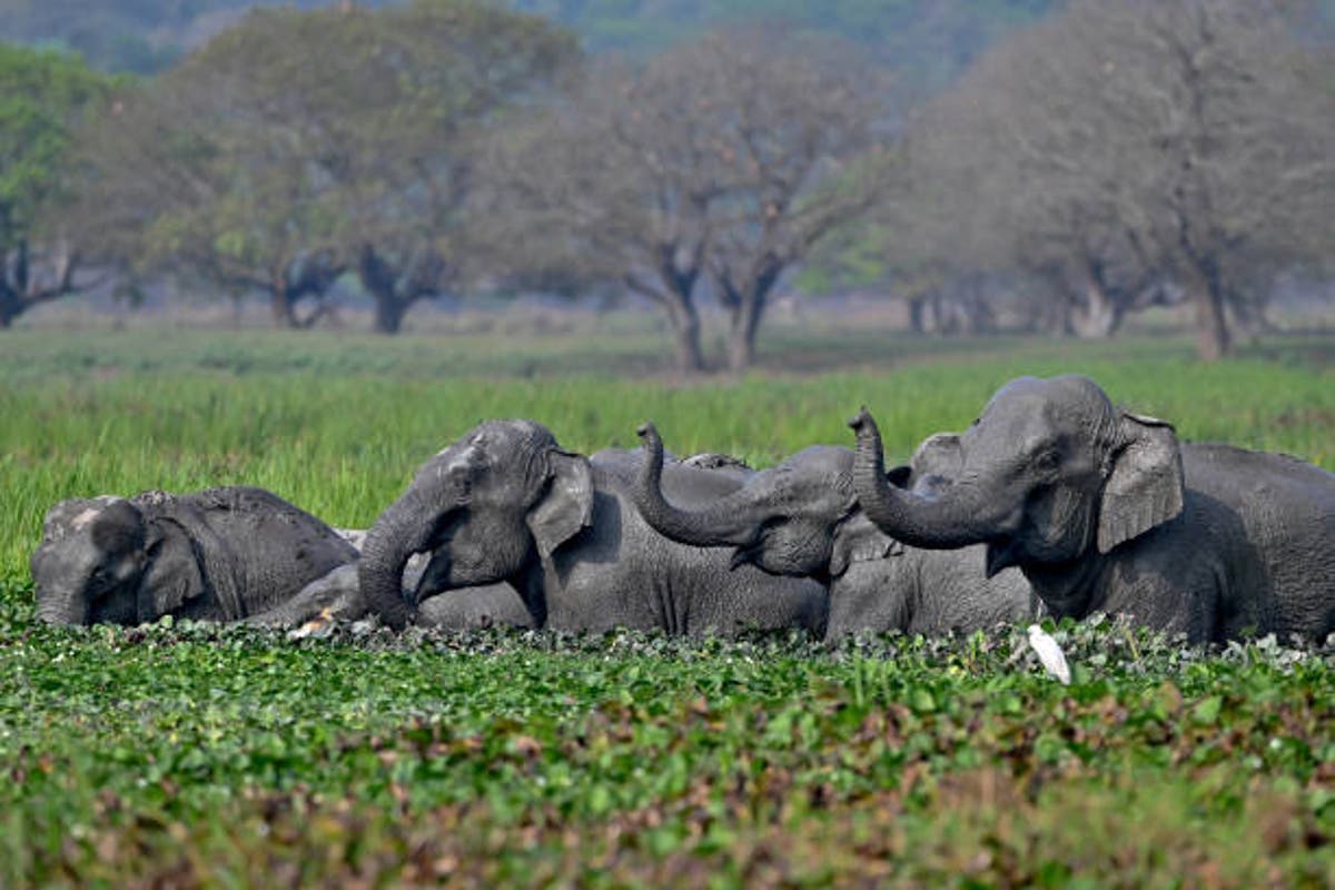 App that alerts humans to movement of wild elephants launched in India [Video]