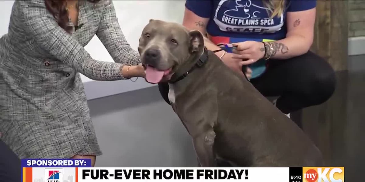 FurEver Home Friday: Great Plains SPCA [Video]