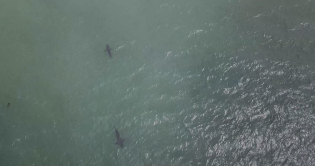 Kayakers encounter shark in Half Moon Bay [Video]