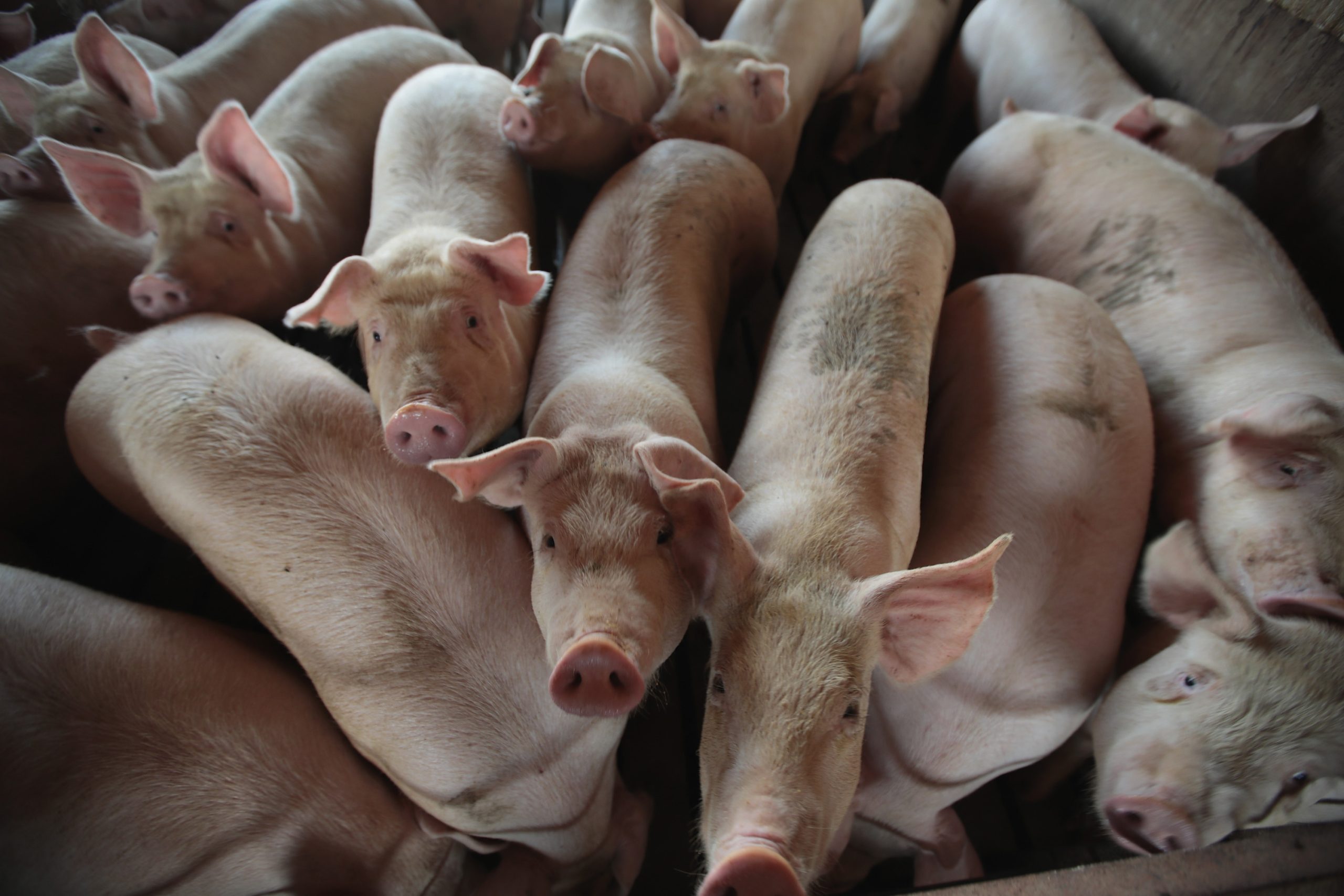 Pig-to-Human Transplant Center to Be Built in Minnesota [Video]