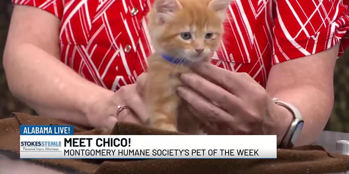 Pet of the Week: Chico [Video]