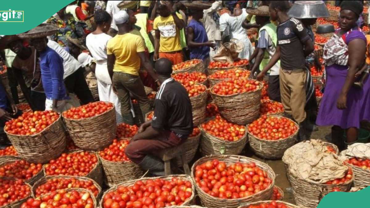 Tomato Price Crashes From N150,000 to N60,000 Per Basket as Harvest Season Begins [Video]