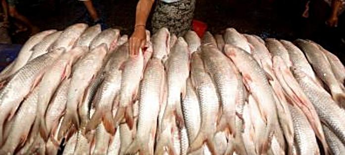 Fear grips fish eaters as formalin causes kidney damage [Video]