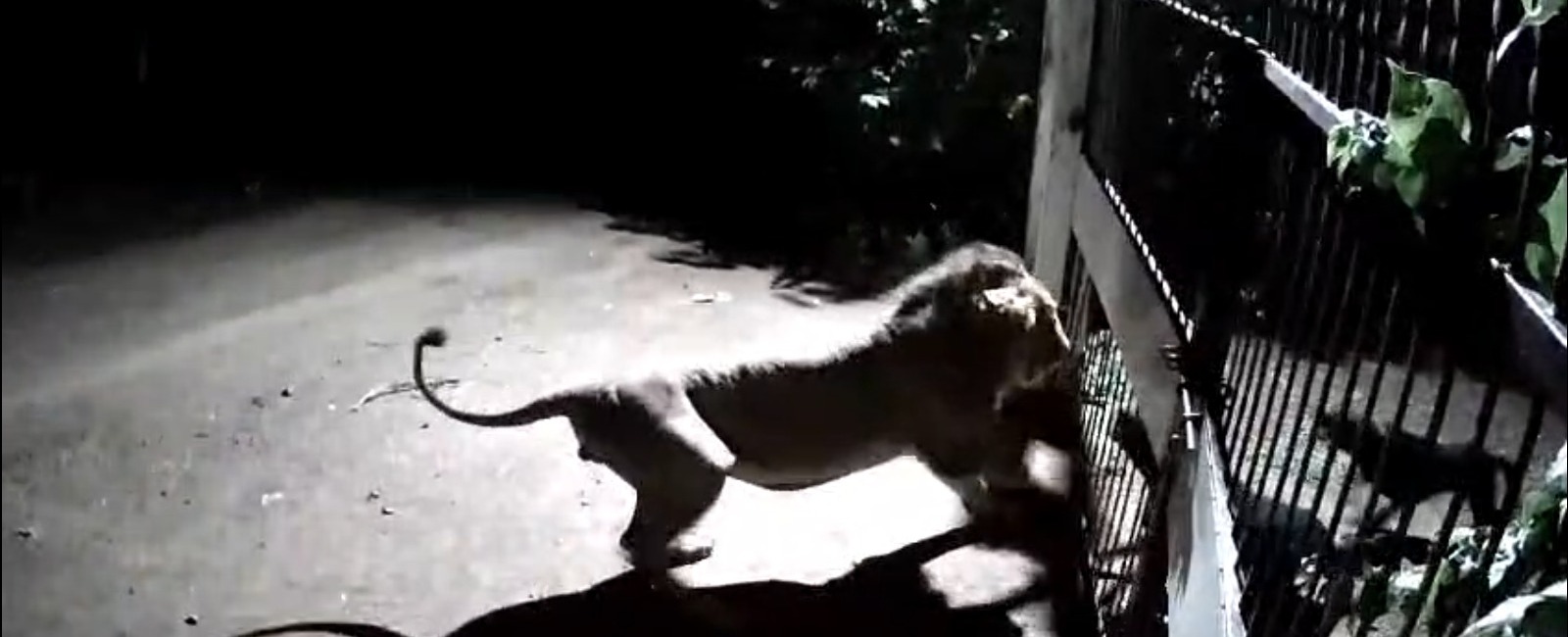 Watch: 2 Dogs, 2 Lions, And An Almost-Fight In Gujarat [Video]