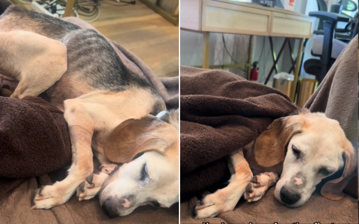 Beagle Abandoned Aged 10 in Horrific Condition: ‘His Heart Was Broken’ [Video]