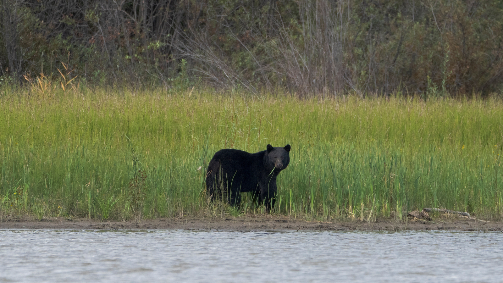 Black bear attacks child in tent on Montana campground [Video]