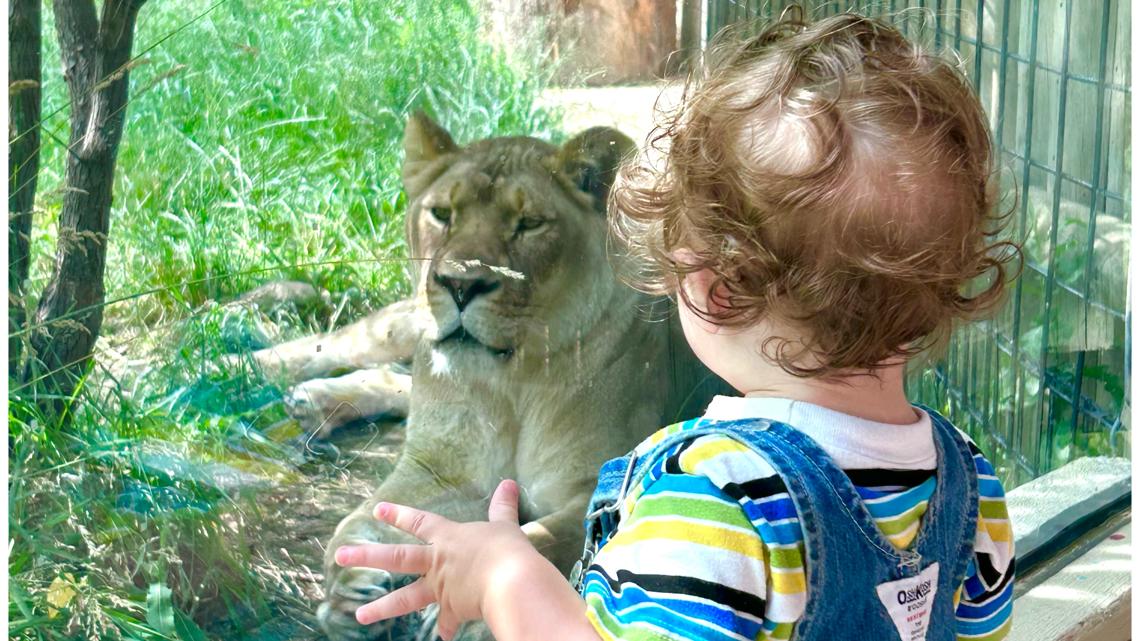 How to get free tickets to the Akron Zoo [Video]