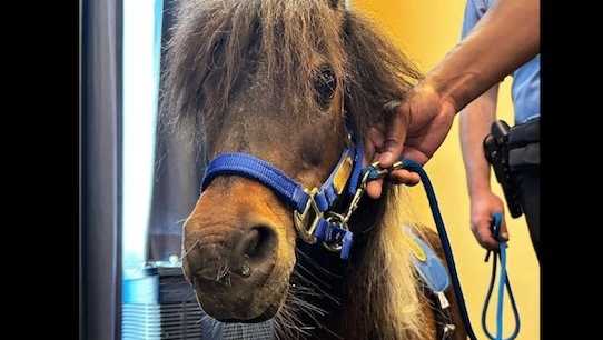 NOPD brings on Patch the pony to strengthen community ties [Video]