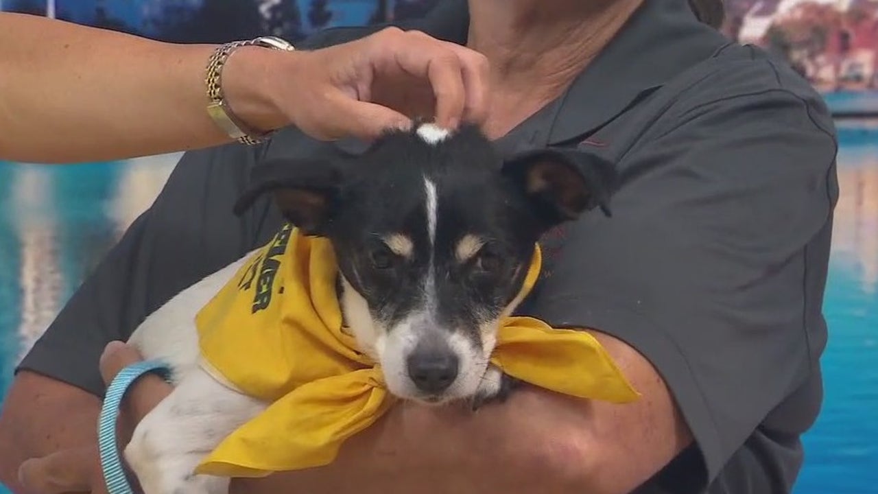 Adopt-A-Pet: Meet Sammie | FOX 35 Orlando [Video]