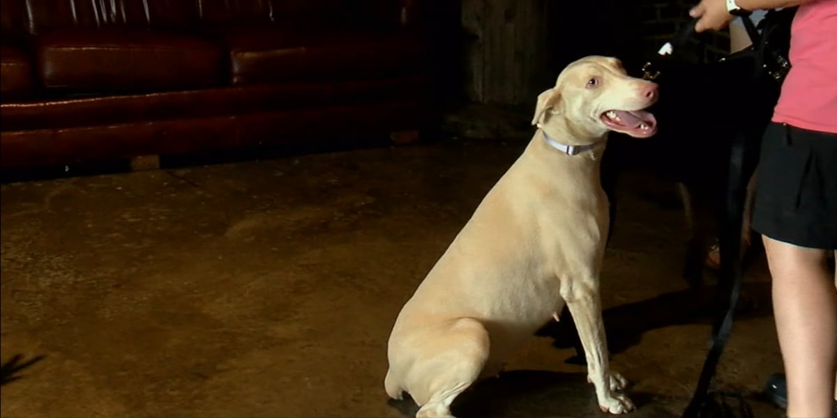 Calhoun County organization providing free animal microchipping [Video]