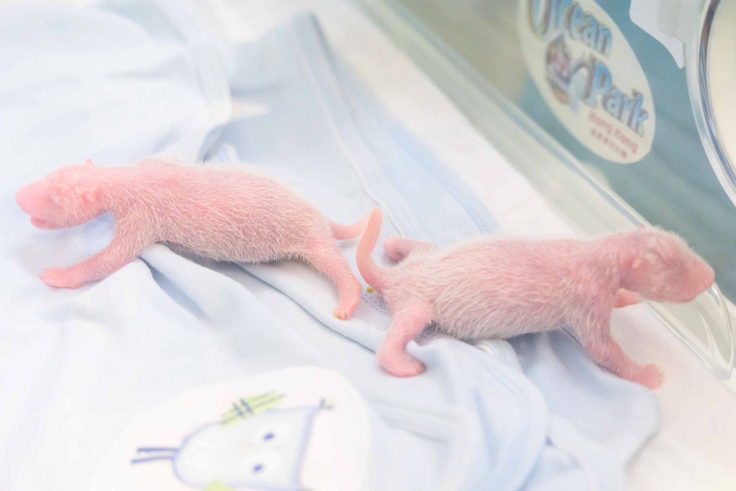 Giant Panda in Hong Kong Gives Birth to Twins [Video]