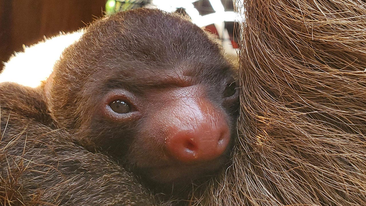 Too cute: Zoo Atlanta welcomes adorable baby two-toed sloth [Video]