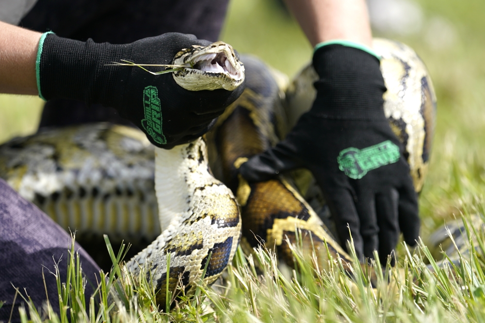 grabbing pythons in the Everglades [Video]