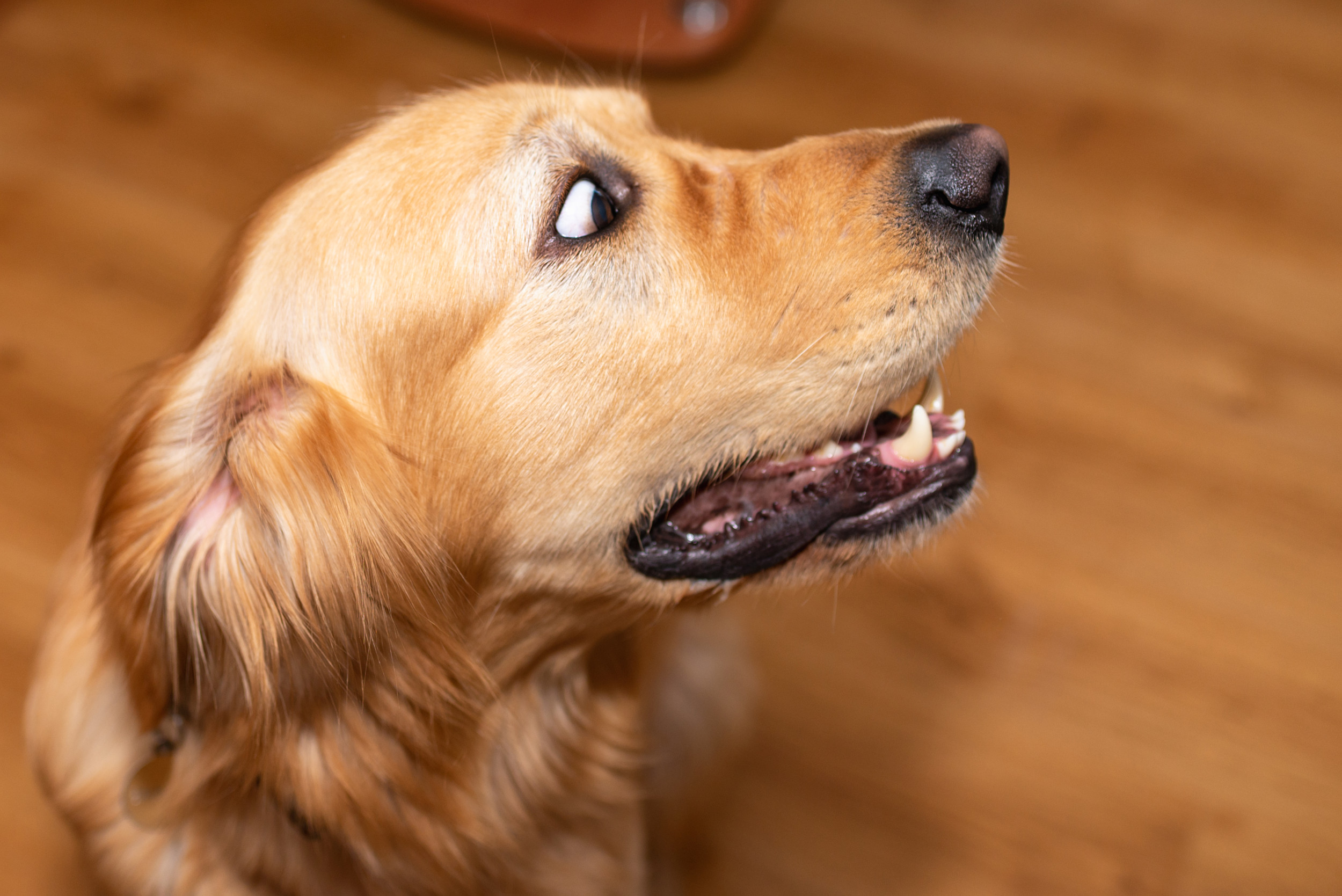 List of Everything That ‘Scares’ Golden Retriever Has Internet in Stitches [Video]