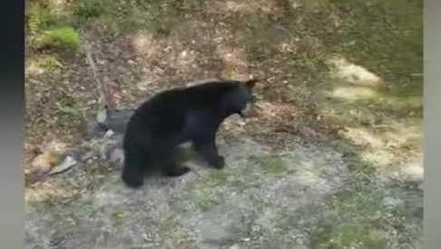 Lower population of black bears does not mean less encounters, VT Fish and Wild Life says [Video]