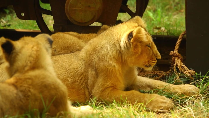 Lion cubs and penguins take part in annual weigh-in at London Zoo | Lifestyle [Video]