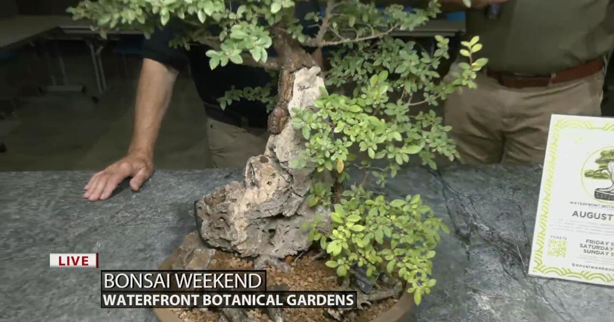 Keith Kaiser learns more about the bonsai tree | [Video]