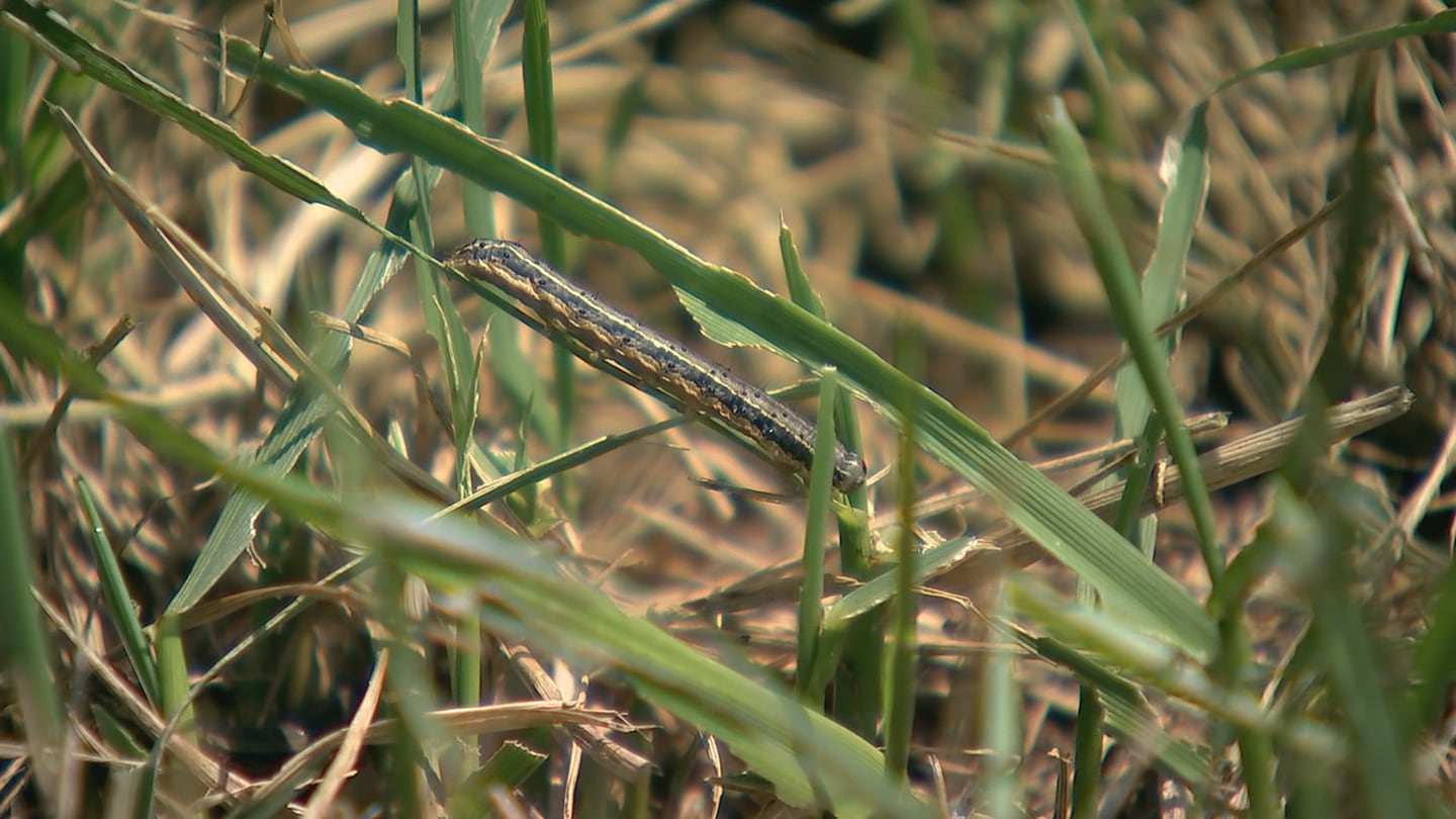 Fall armyworms invade neighborhoods, kill lawns across Charlotte area  WSOC TV [Video]