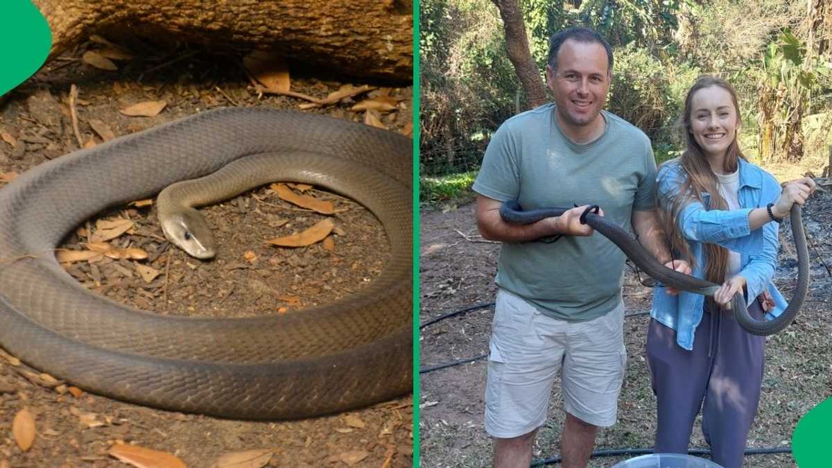 South African Snake Rescuer and Partner Catches 4 Mambas in Durban, Netizens Applaud [Video]