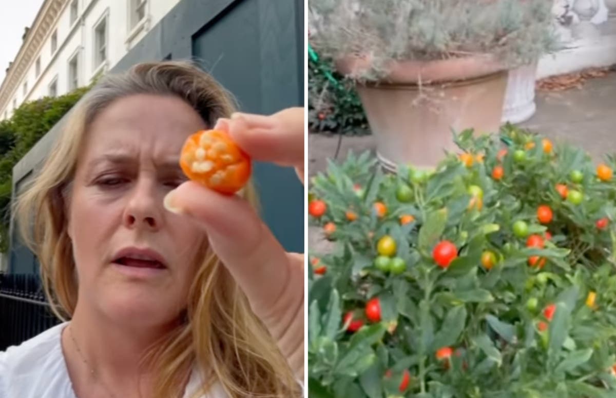 Clueless star Alicia Silverstone says she is alive after biting poisonous berry [Video]