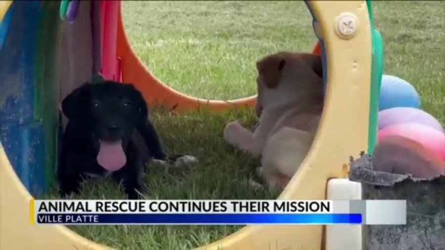 Ville Platte animal rescue reflects on progress, challenges [Video]