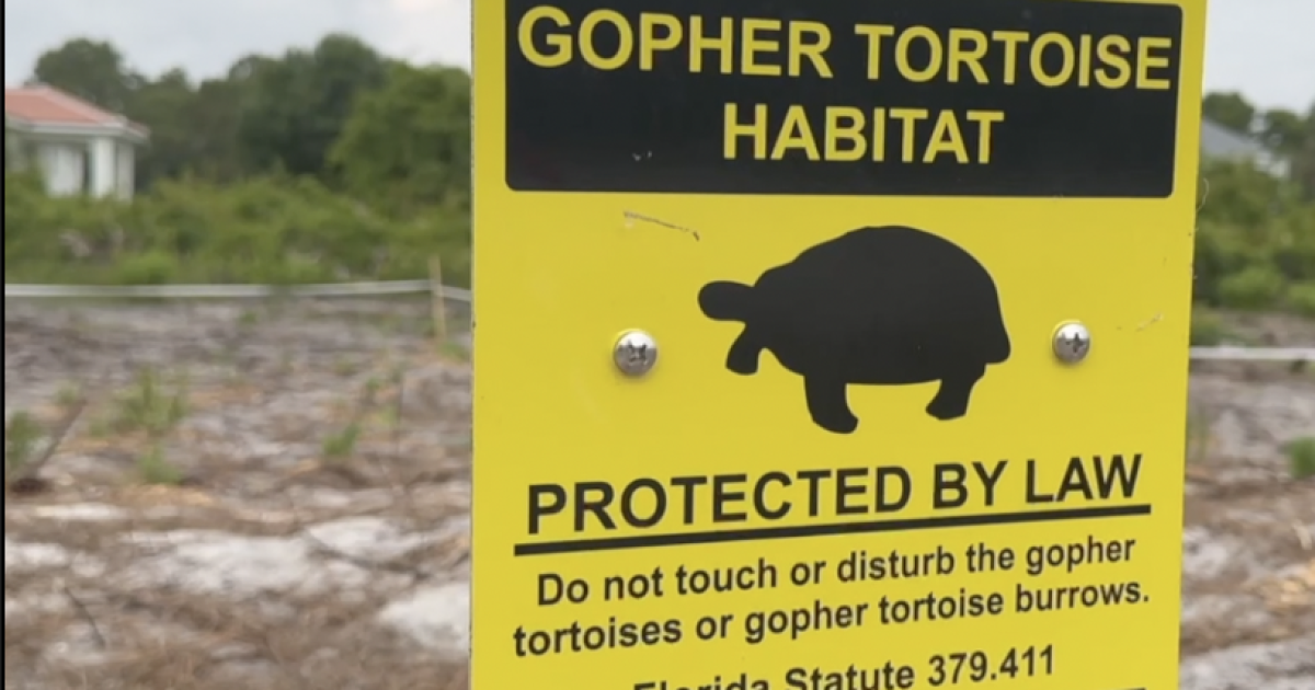 What needs to be done to protect gopher tortoises? FWC wants to hear from you [Video]