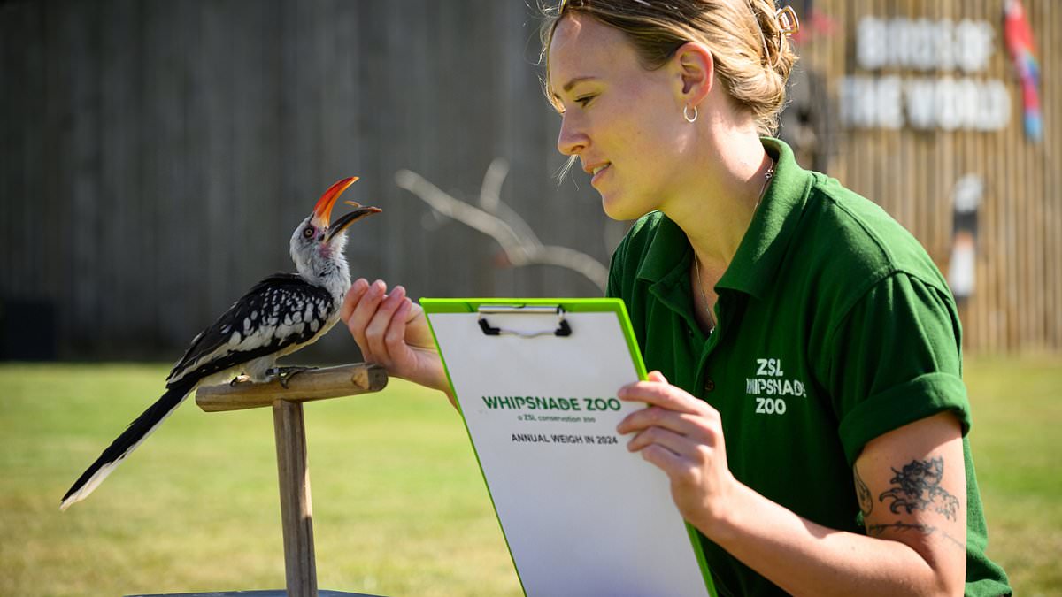 Even the snakes get scales! Whipsnade Zoo embarks on its annual animal weigh-ins to check they are all fit and healthy [Video]