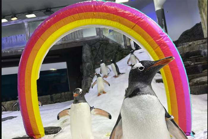 Bangkok Post – Gay penguin dies, leaving behind partner in Sydney [Video]