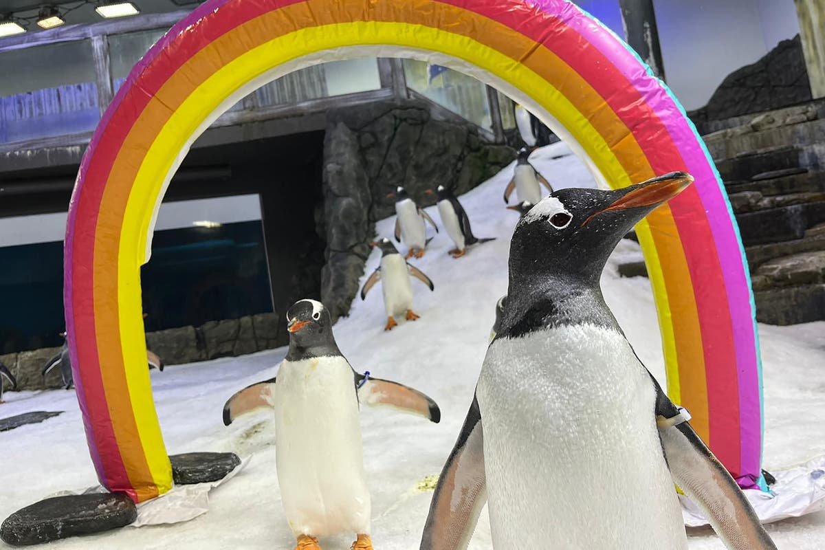 Sphen the penguin – half of world-famous same-sex couple – dies at Sydney aquarium aged 11 [Video]