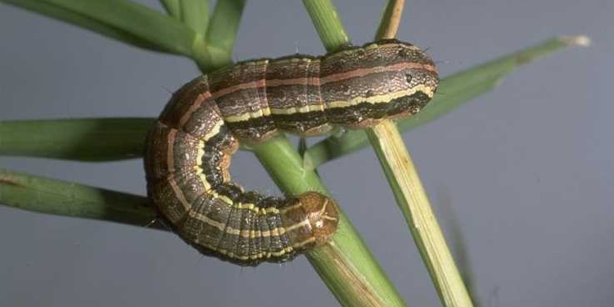 Armyworms ravage lawns in North Carolina, experts advise quick action [Video]