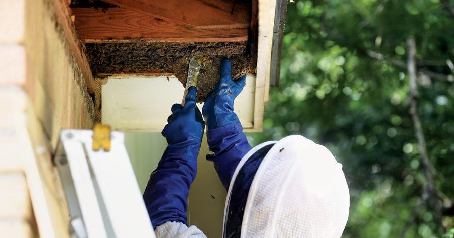 Brazos Valley Beekeepers Association starting youth program [Video]