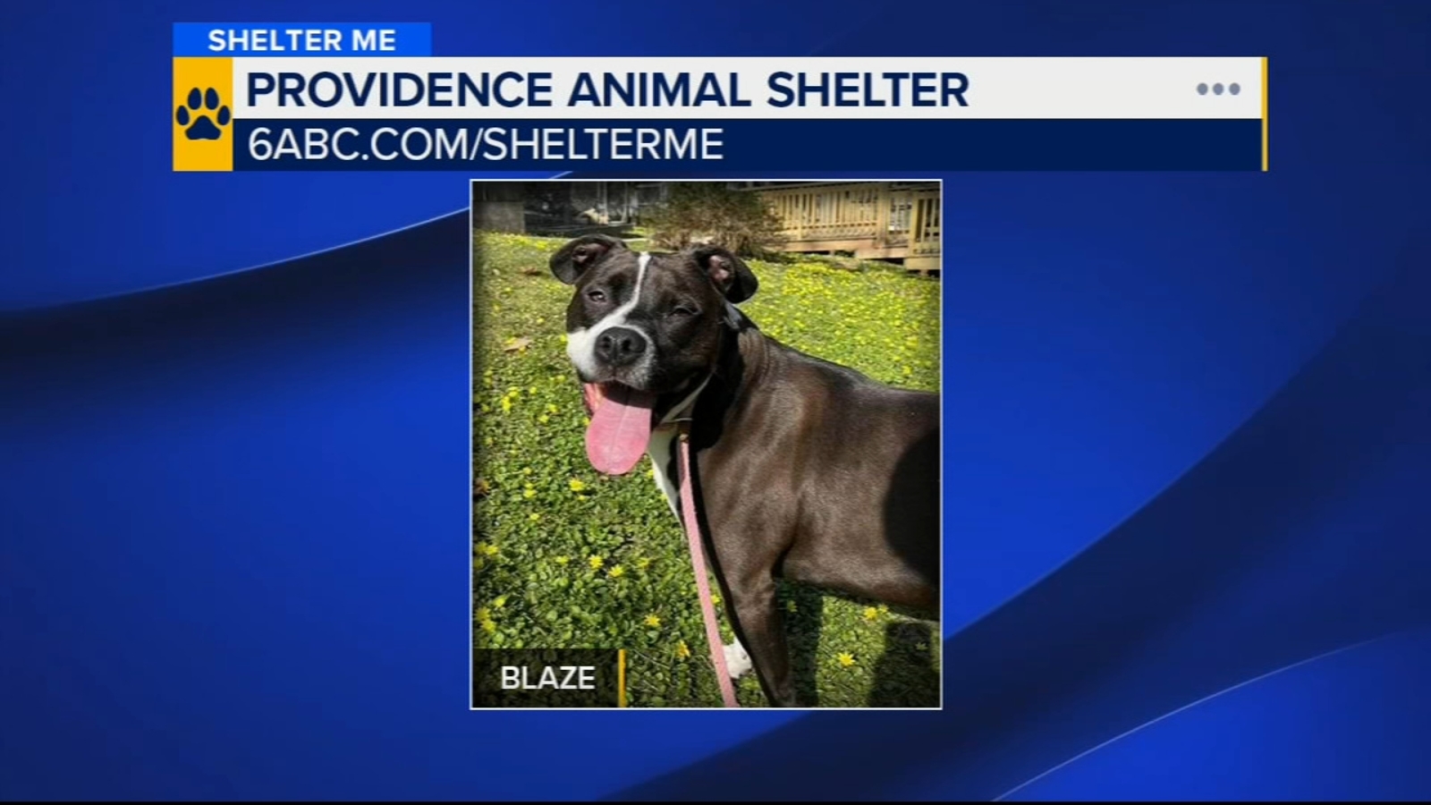 Shelter Me: Meet Blaze, a friendly and social companion with a PhD in cuddling [Video]