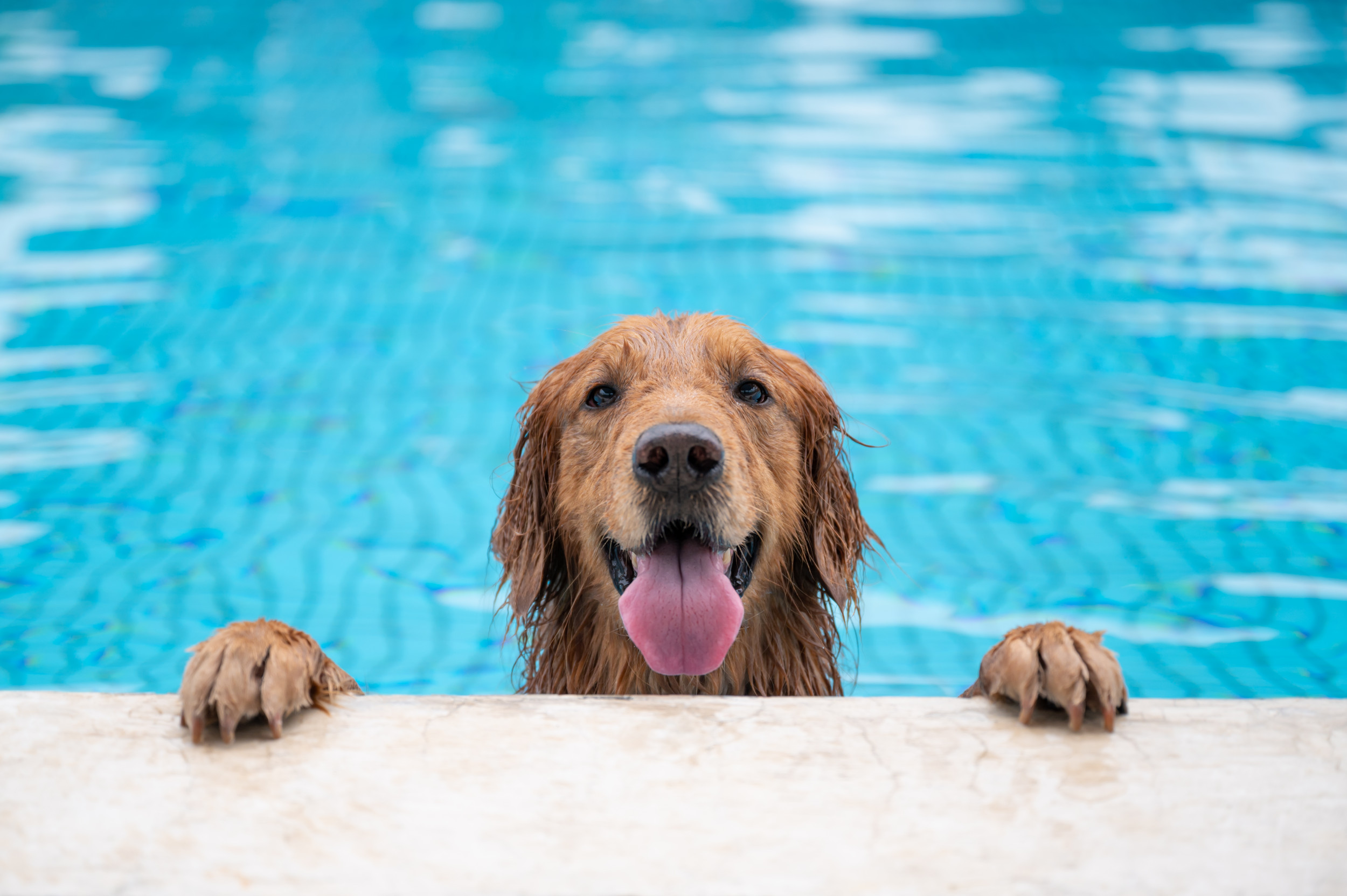 Golden Retriever Gets Birthday Waterslide: Owner Can’t Stop Playing [Video]