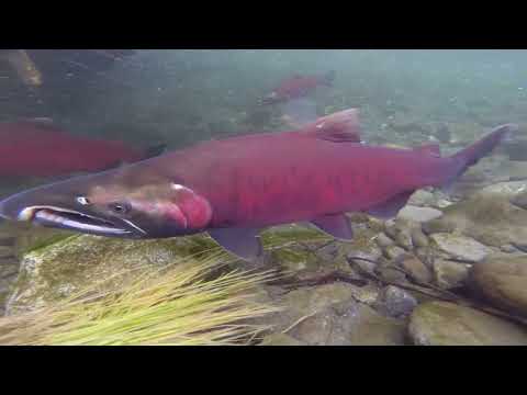 Coho Salmon in Alaska (Audio Described) [Video]