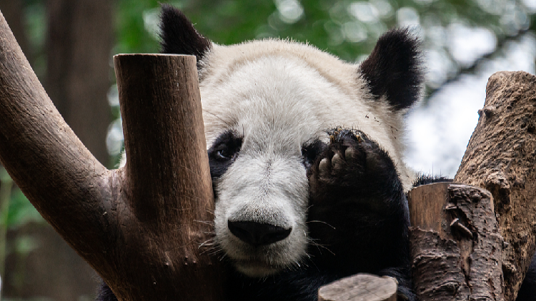 Hilarious! Check out giant panda He Ye’s human-like antics [Video]