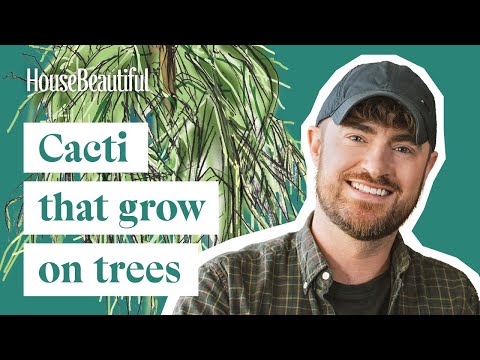 How To Grow Rhipsalis Baccifera: Mistletoe Catcus Plant Care & Propagation Tips | House Beautiful [Video]