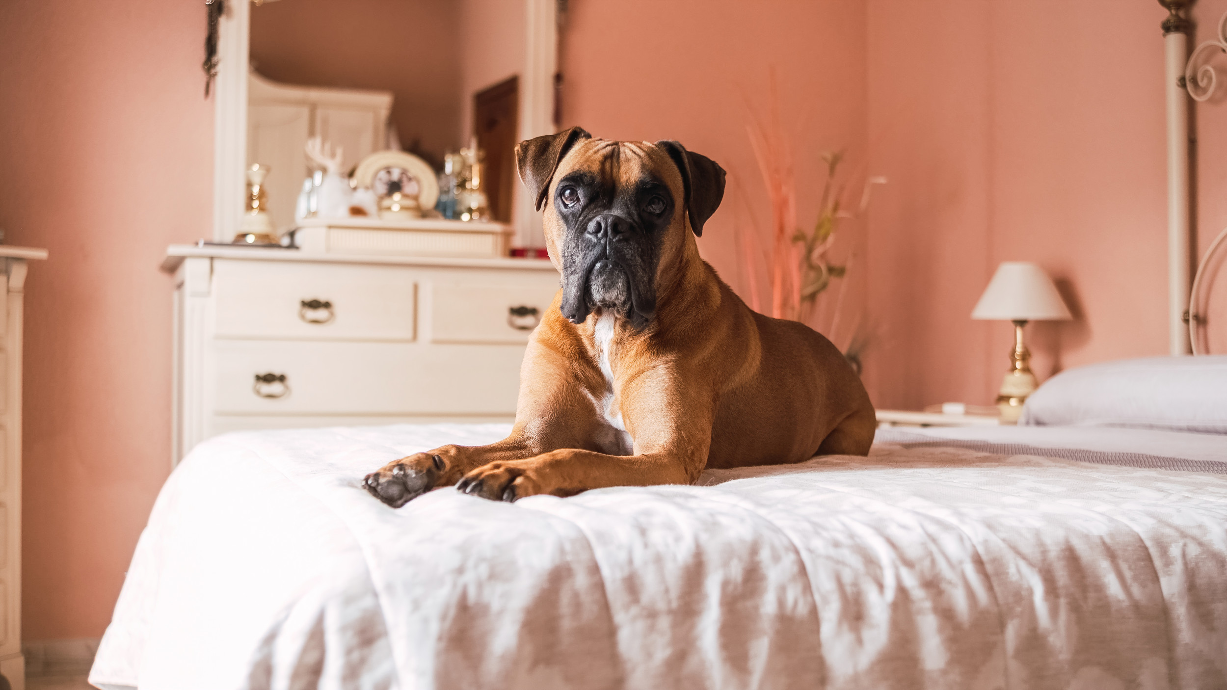 Internet Lauds ‘Spoiled’ Boxer Who Demands Mom Tuck Her In at Night [Video]