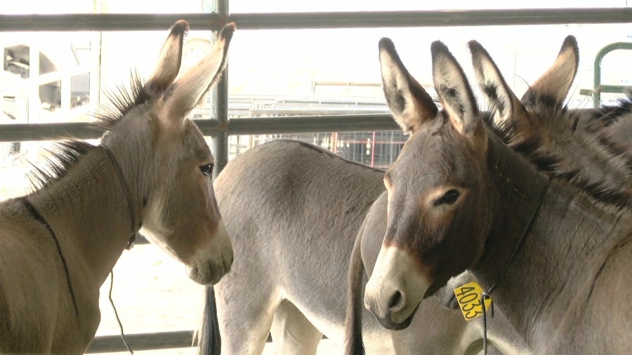 Adoption event offers chance to rehome wild horses and burros in Girard [Video]