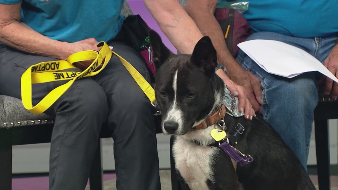 Meet Phantom, a Border Collie mix ready to have a forever home [Video]