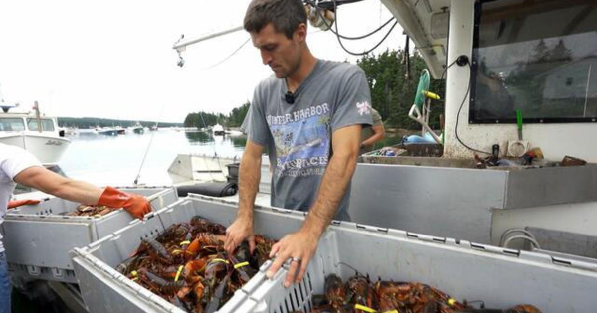 Viral lobsterman documents Maine’s lobster season [Video]