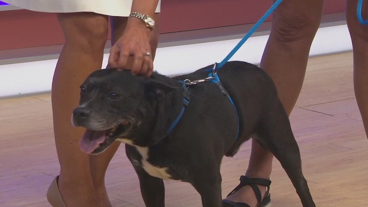 Adopt-A-Pet: Meet Mallard | FOX 35 Orlando [Video]