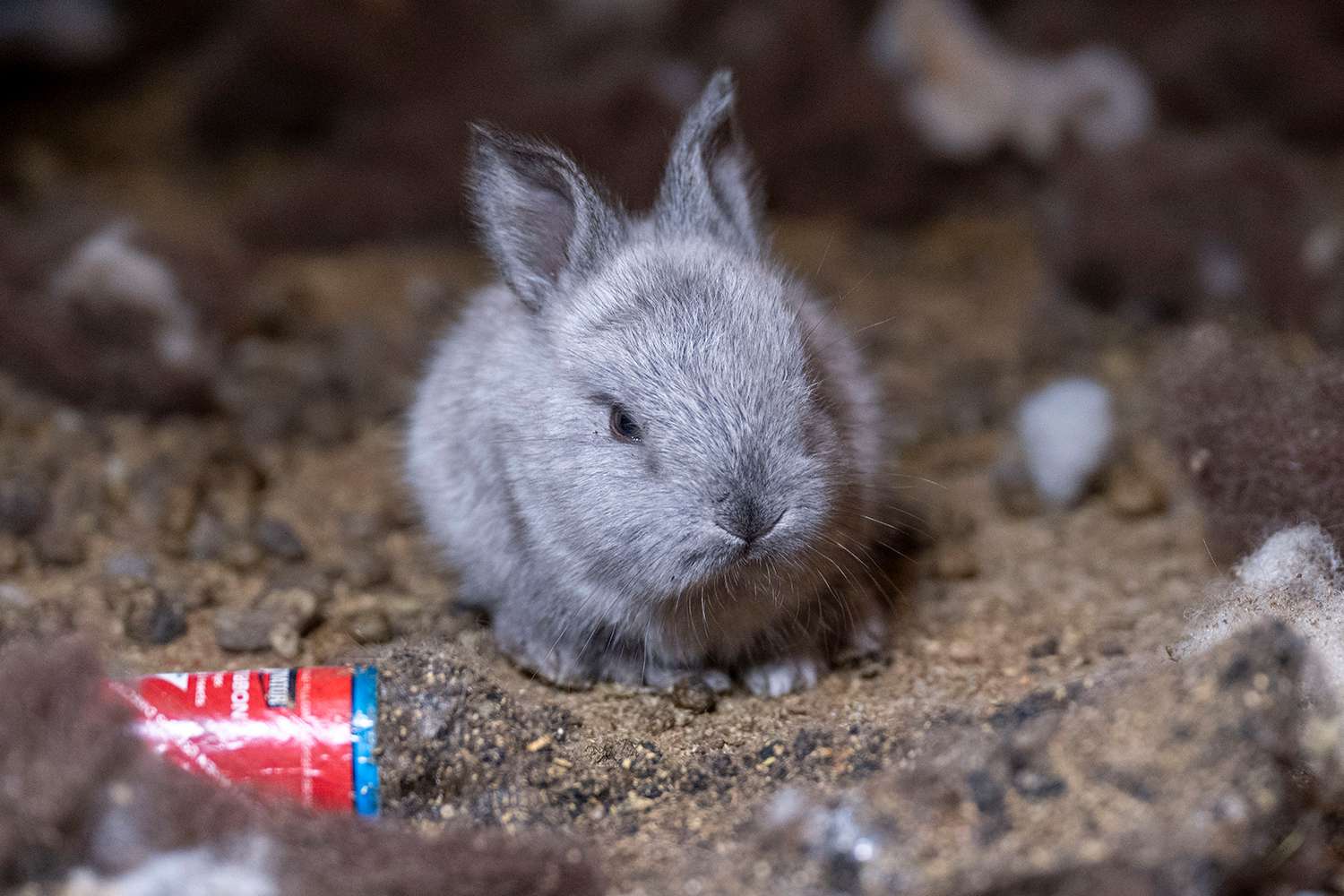 Over 100 Rabbits Rescued from Tennessee Home After Owner Asks for Help [Video]