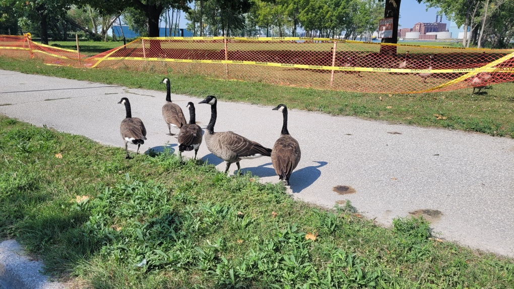 Controlling Windsor’s goose population | CTV News [Video]