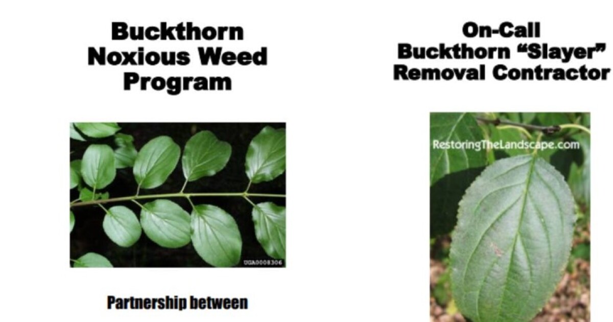 City offers Billings residents free buckthorn noxious weed removal [Video]