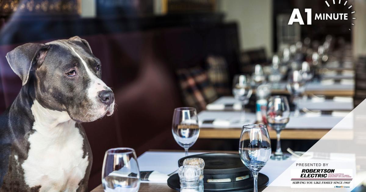 C’ville hotel creates canine cocktail for National Dog Day [Video]