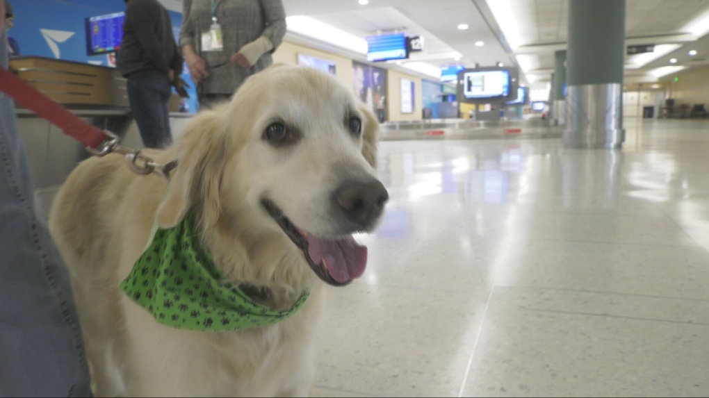 Edmonton International Airport goes to the dogs [Video]