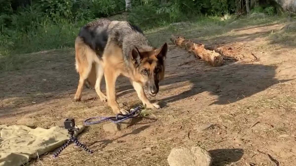 Dog lost for 55 days in Boundary Waters found safe [Video]