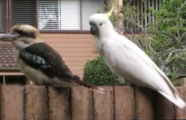 Cockatoo teasing a kookaburra is the funniest thing on the internet [Video]